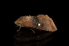 Odontodes seranensis
