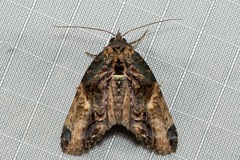 Lophoptera