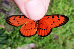 Acraea zitja