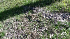 Pseudechis porphyriacus