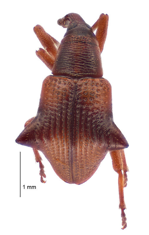 Oropterus