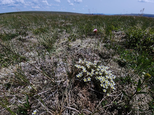 Serpentine stitchwort (Cherleria marcescens)