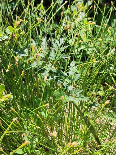 hemlock-parsley (Conioselinum chinense)