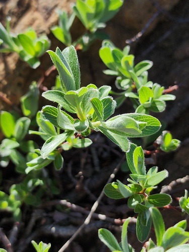 Salix X gaspensis