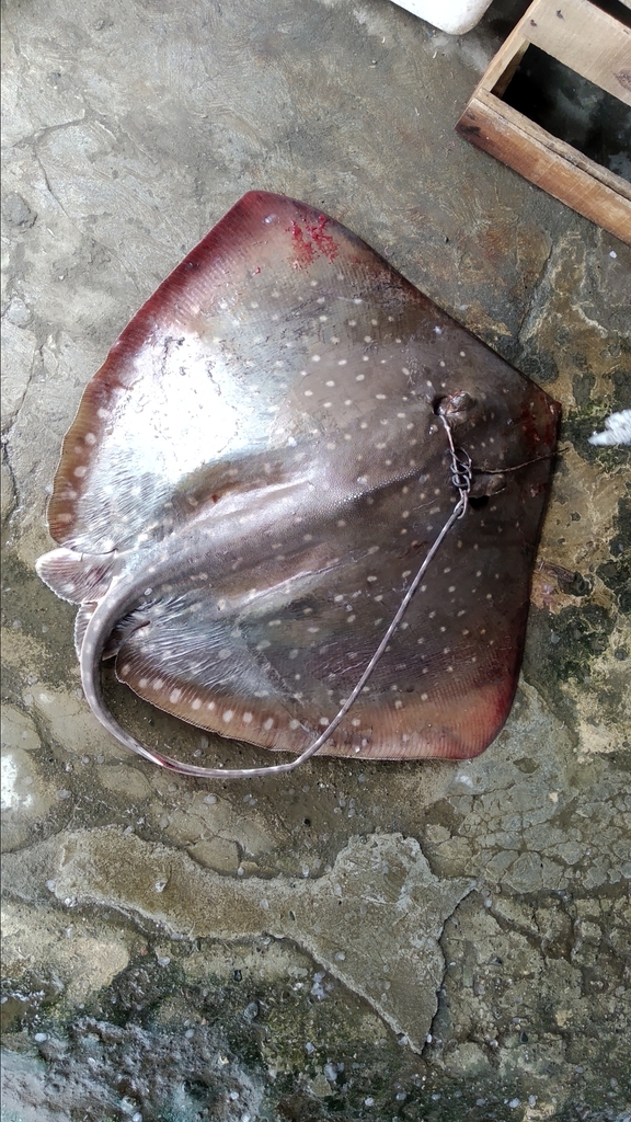 Sharpnose Whipray