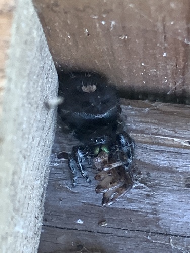 Bold Jumping Spider photographed in Maine