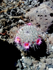 Mammillaria haageana haageana