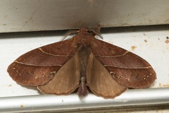 Lajonquierea mediofasciata