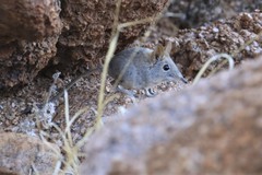 Elephantulus rupestris