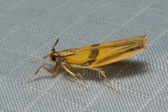 Tisis sabahensis