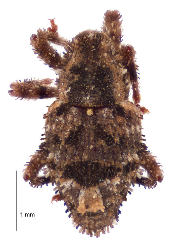 Pachyderris