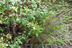 Chapmannia floridana