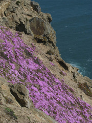 Carpobrotus edulis edulis