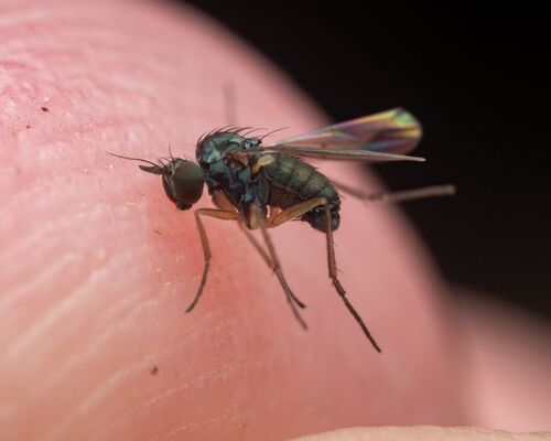 Peloropeodes aldrichi