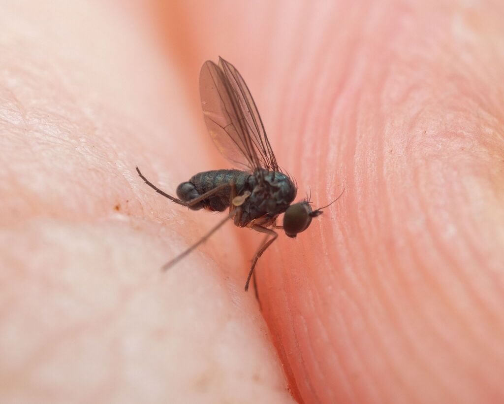Peloropeodes brevis