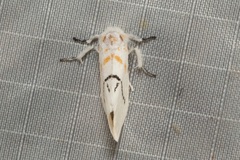 Euproctis albolyclene