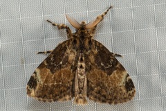 Ilema costiplaga