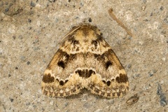 Rhypotoses strigifimbria