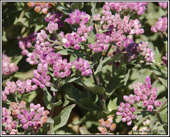 Pluchea odorata odorata