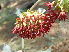 Asclepias hypoleuca