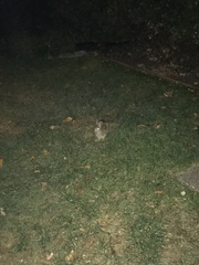 Sylvilagus floridanus