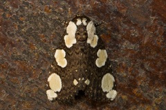 Mudaria luteileprosa