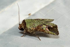 Lignispalta viridaria