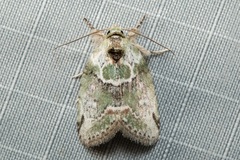 Stenoloba nigrabasalis