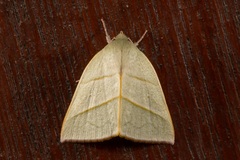 Hylophilodes dubia