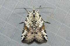 Nycteola kebea