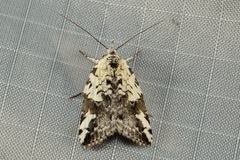 Nycteola kebea