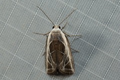 Plagiograpta macrodonta