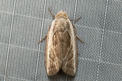 Plagiograpta macrodonta