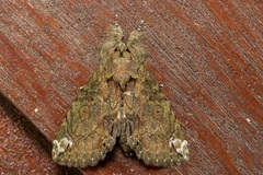 Plotheia exacta