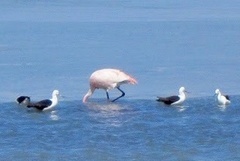 Recurvirostra andina