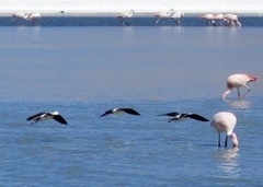 Recurvirostra andina