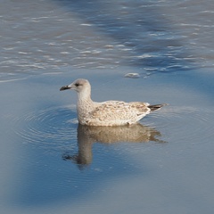 Larus marinus