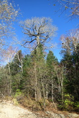 Populus maximowiczii