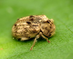 Trichodesma klagesi