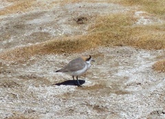 Charadrius alticola