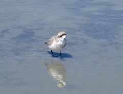 Charadrius alticola