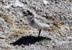 Charadrius alticola