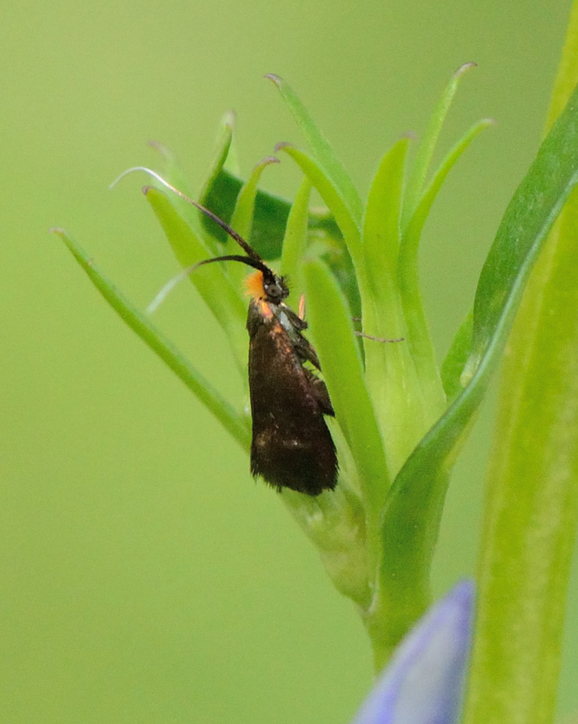 Nemophora violellus