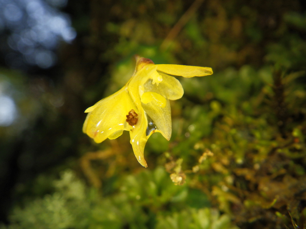 Bulbophyllum sciaphile
