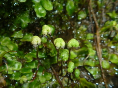 Asterella australis