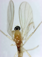 Phyllodromia proiecta