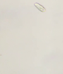 Cryptista
