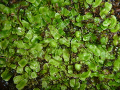 Asterella australis