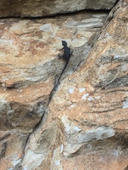 Hemicordylus capensis