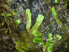 Asterella australis